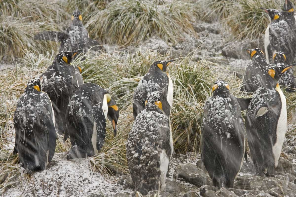 South Georgia Isl, King penguins in snowstorm